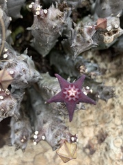 Ceropegia ubomboensis image