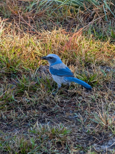 Florida Scrub Jay (Aphelocoma coerulescens), photo 2
