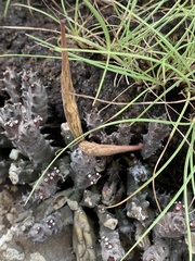 Ceropegia ubomboensis image