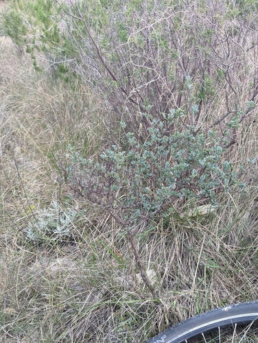 Foto de coronilha