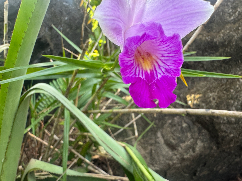 Lan trúc – Arundina graminifolia