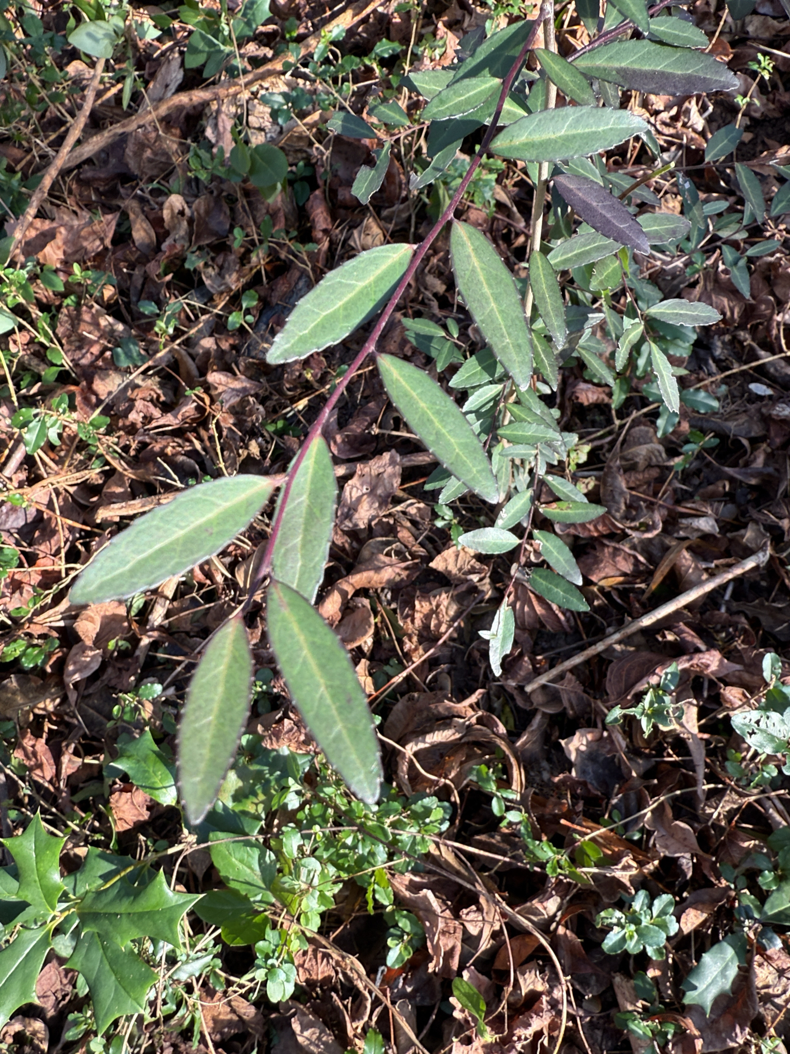 Japanese holly