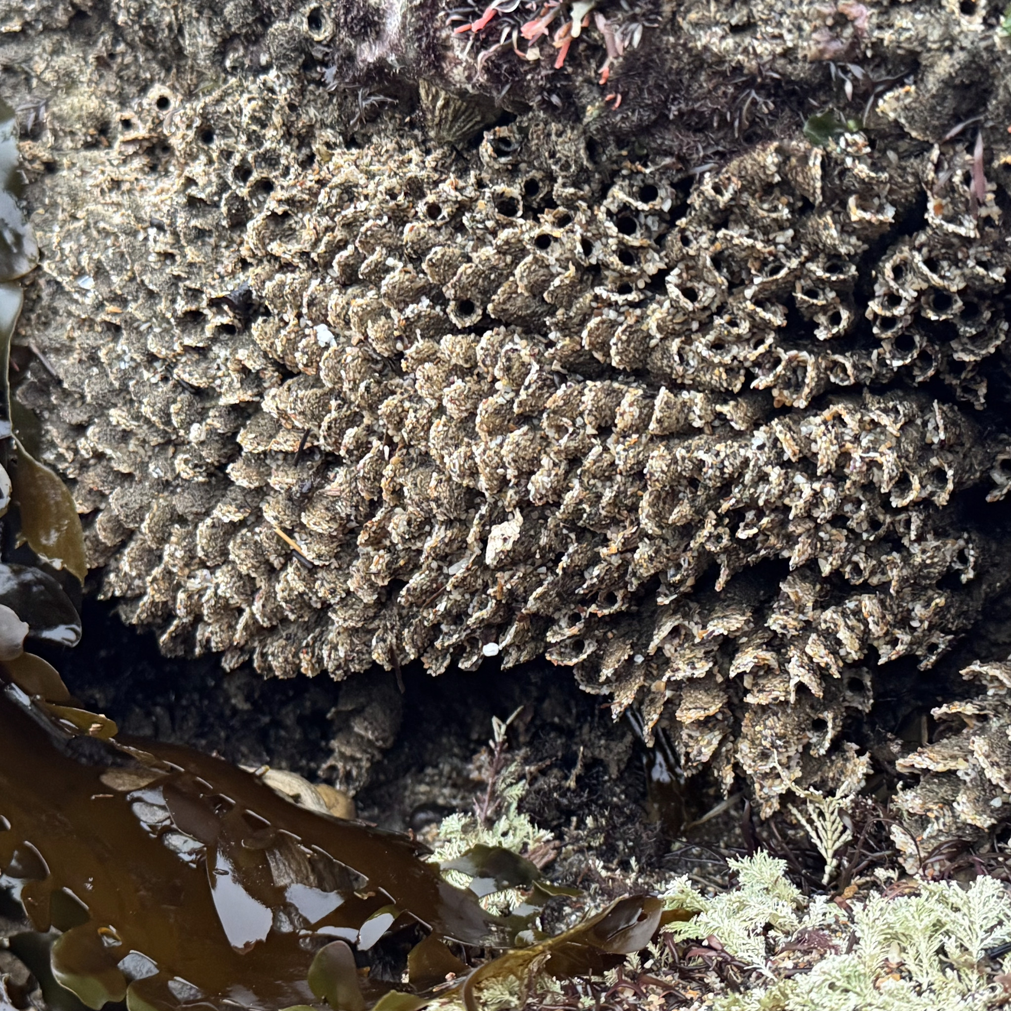 Phragmatopoma californica (Fewkes, 1889)