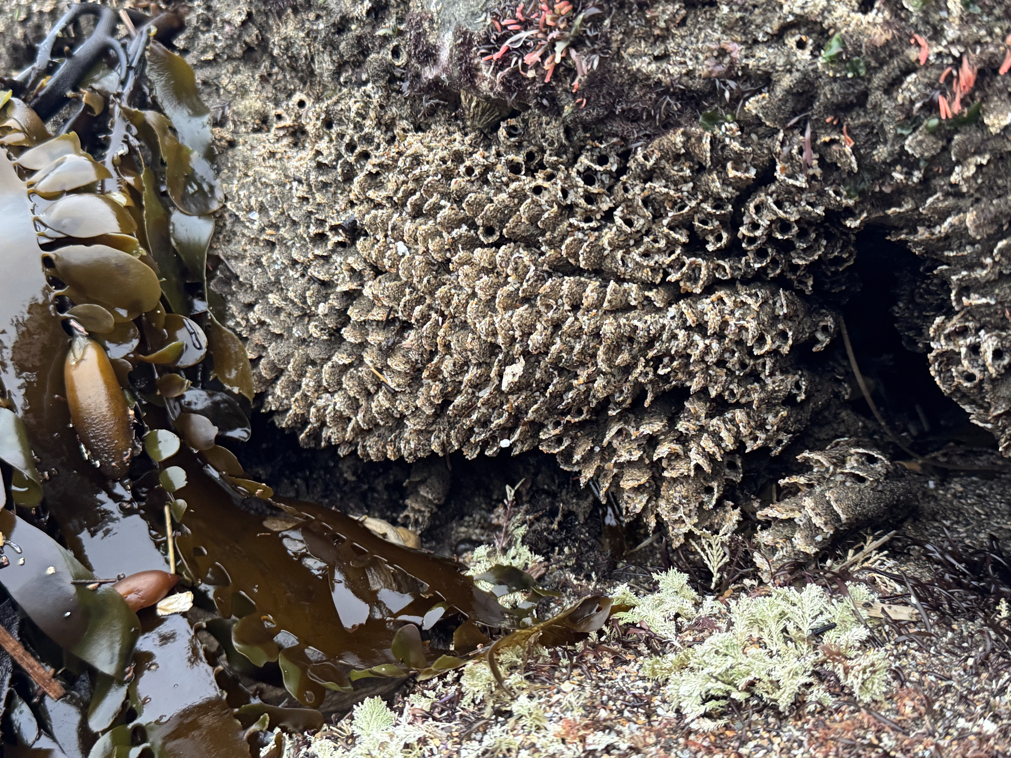 Phragmatopoma californica (Fewkes, 1889)