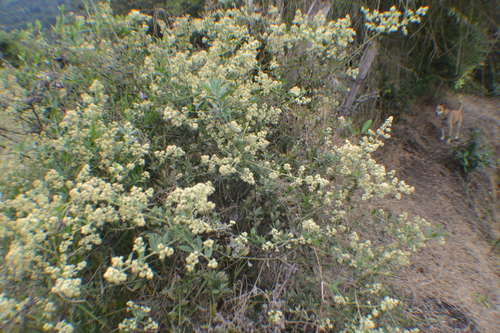 Baccharis trinervis, photograph 1