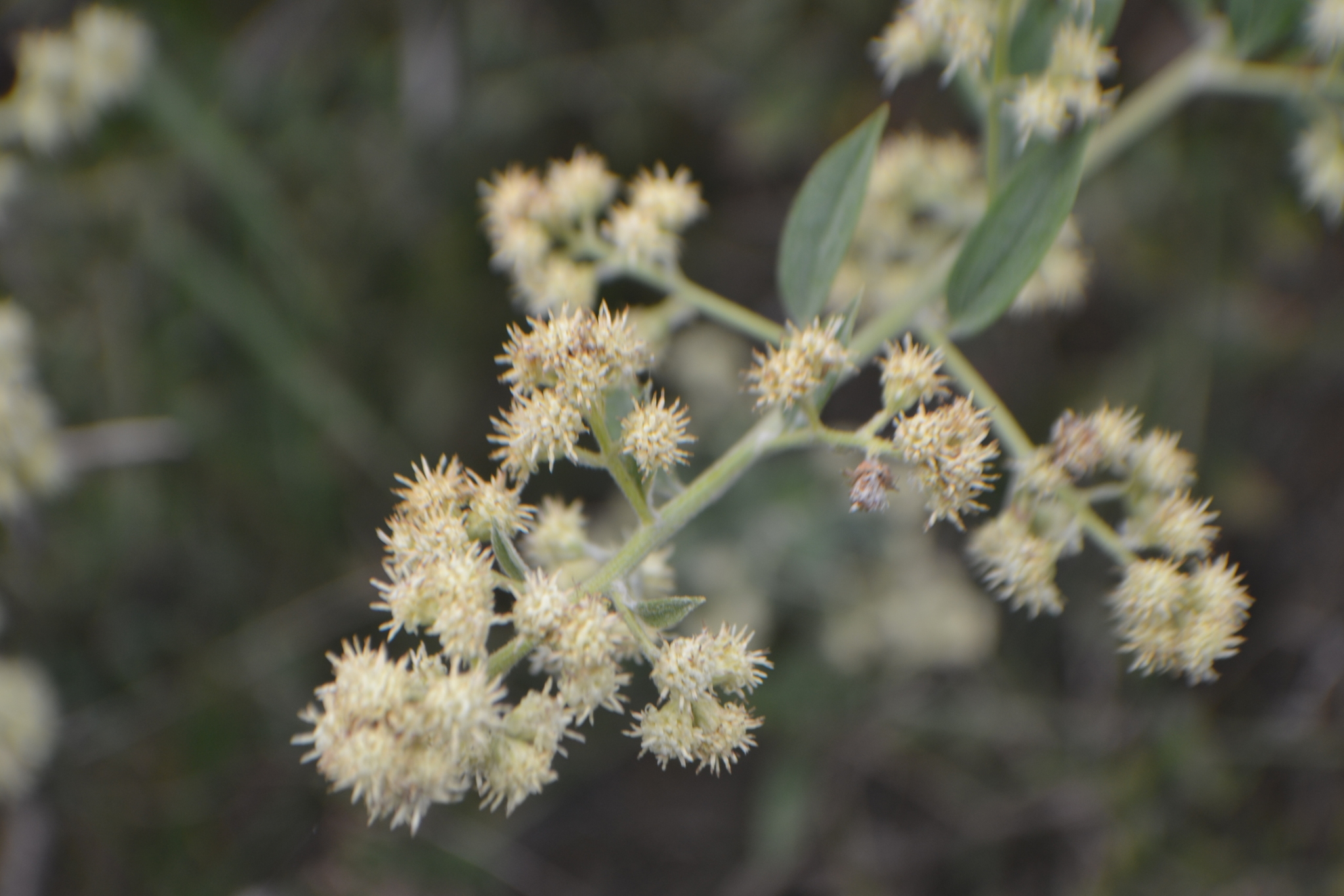Baccharis trinervis