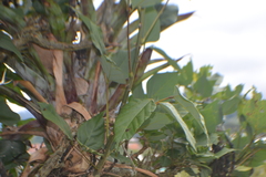 Erythrina rubrinervia, photograph (c) EstebanMH, some rights reserved (CC BY)
