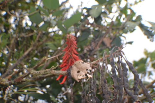 Erythrina rubrinervia, photograph 1