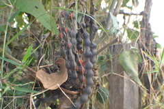 Erythrina rubrinervia