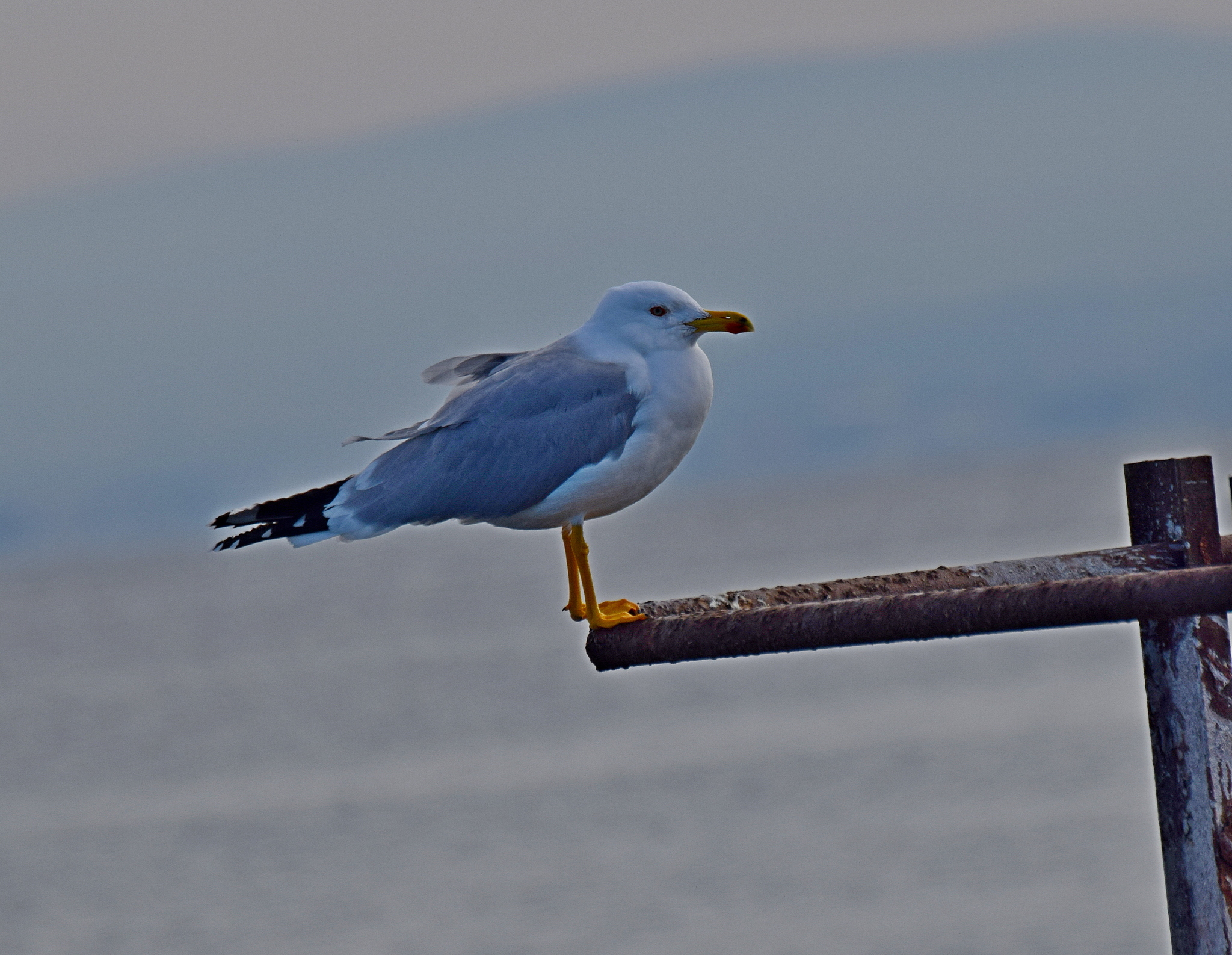 Yellow-legged Gull (Larus michahellis), photo 5