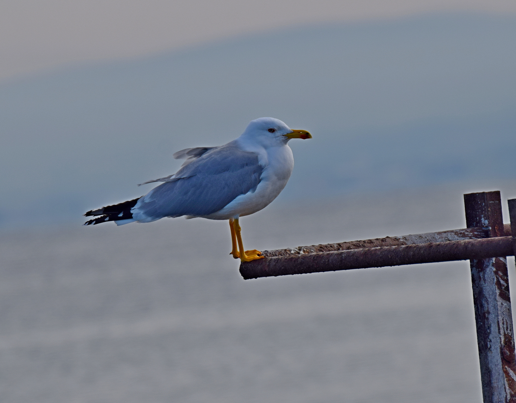 Yellow-legged Gull (Larus michahellis), photo 4