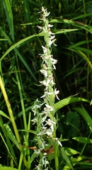 Media resource of Platanthera dilatata
