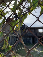 Smilax bona-nox image