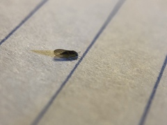 Blastopsylla occidentalis