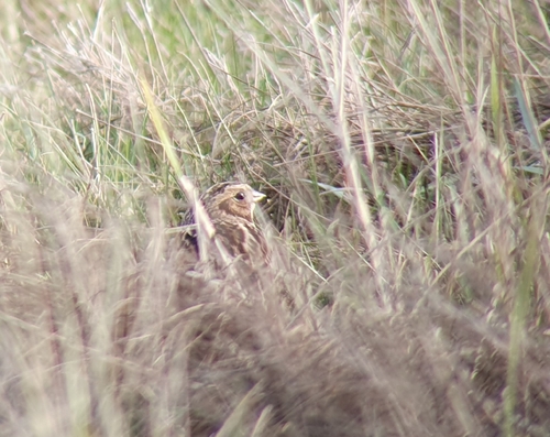 Lapland Longspur (Calcarius lapponicus), photo 1
