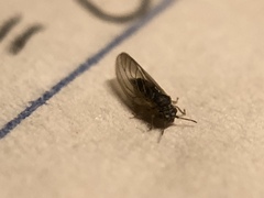 Blastopsylla occidentalis