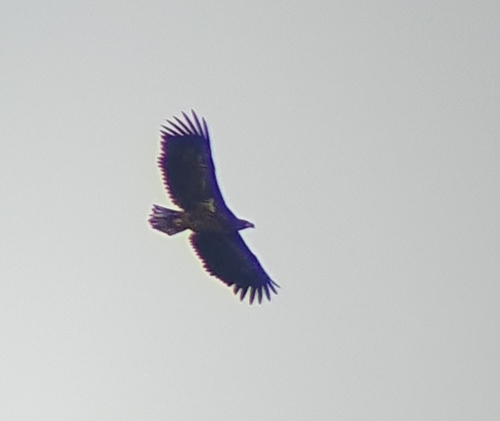 White-tailed Eagle (Haliaeetus albicilla), photo 7