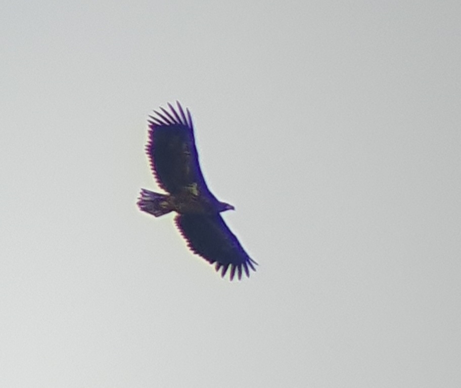 White-tailed Eagle (Haliaeetus albicilla), photo 10