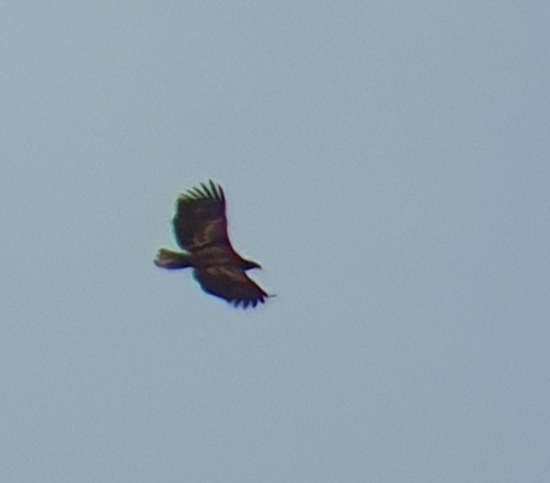 White-tailed Eagle (Haliaeetus albicilla), photo 8