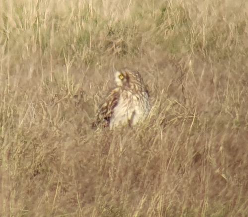 Short-eared Owl (Asio flammeus)