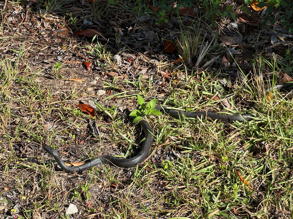 Black Racer