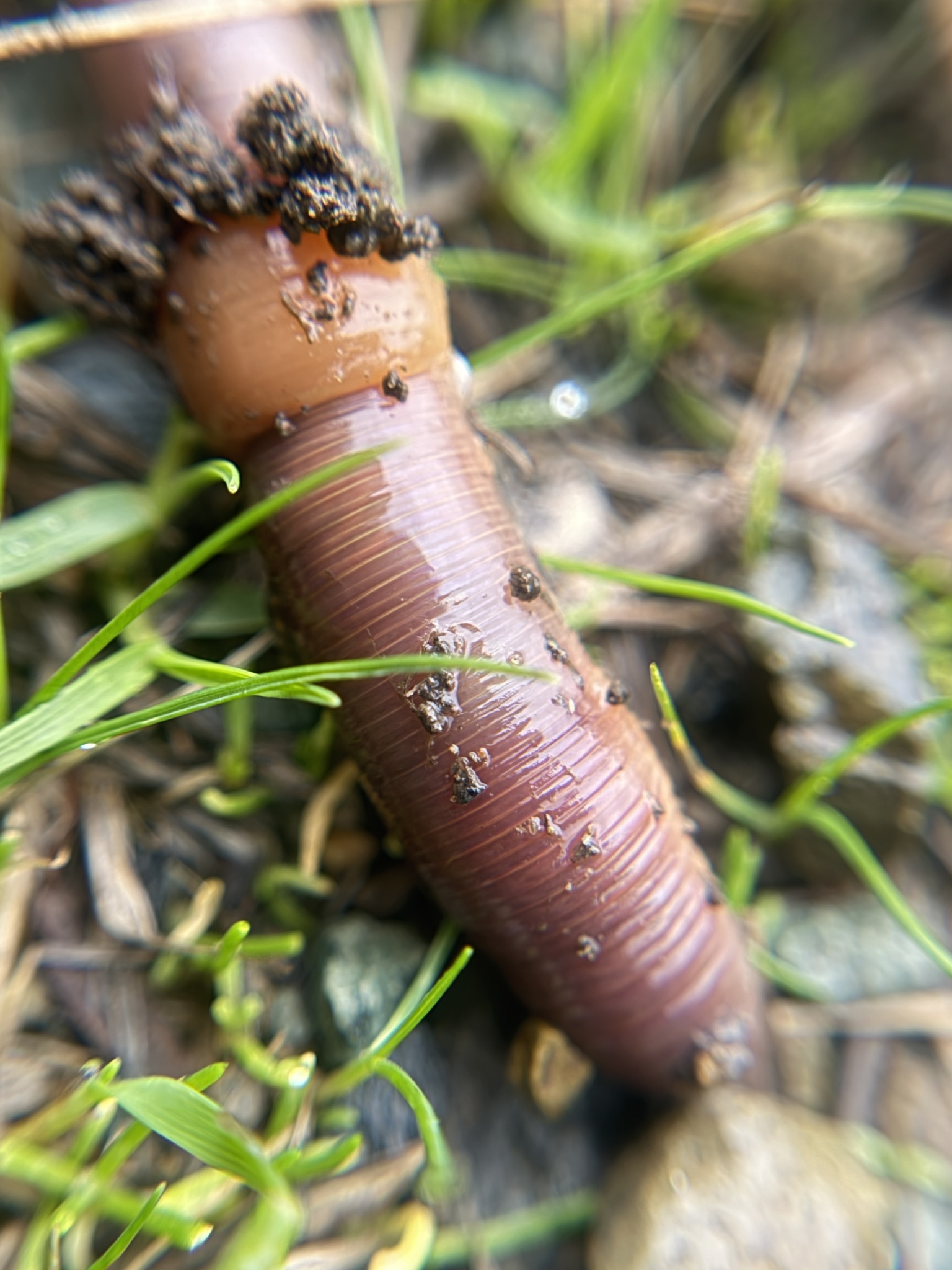Lumbricus terrestris Linnaeus, 1758