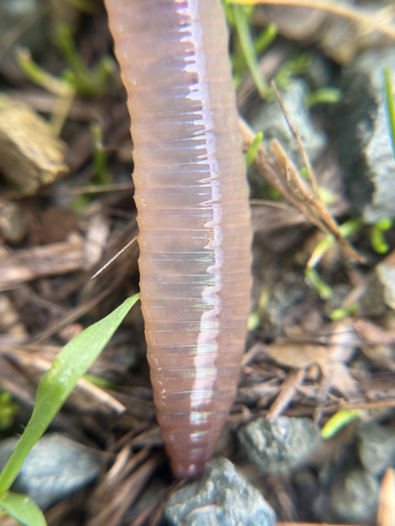 Lumbricus terrestris Linnaeus, 1758