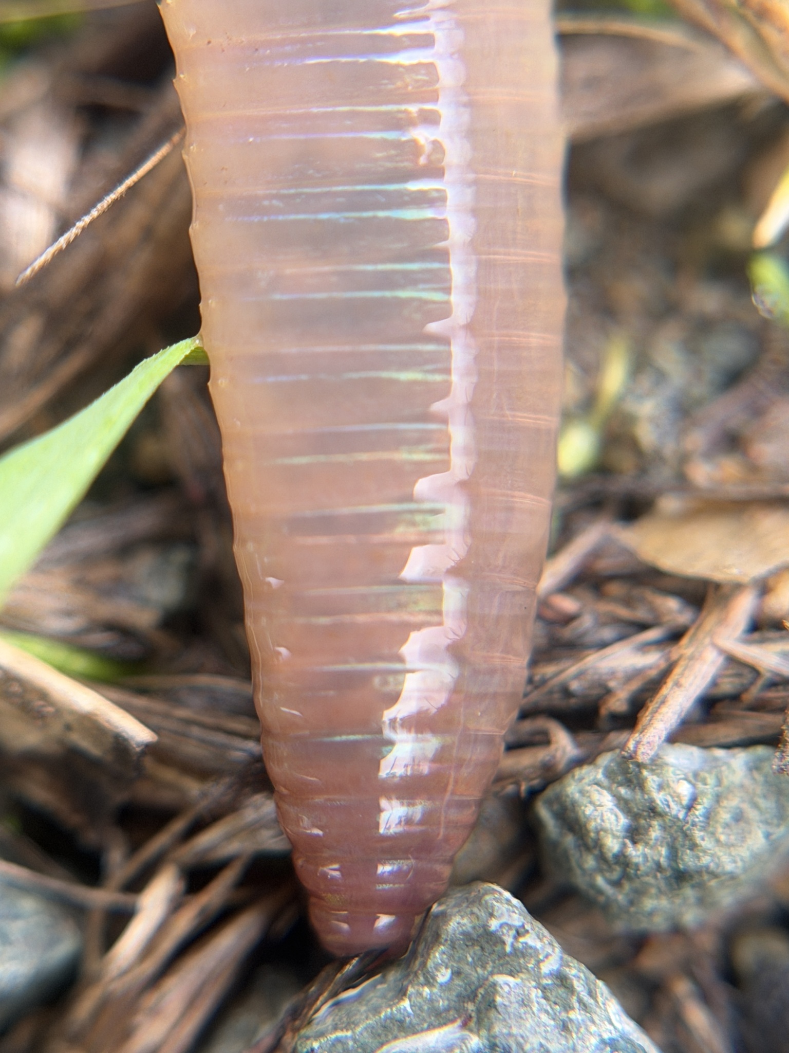 Lumbricus terrestris Linnaeus, 1758