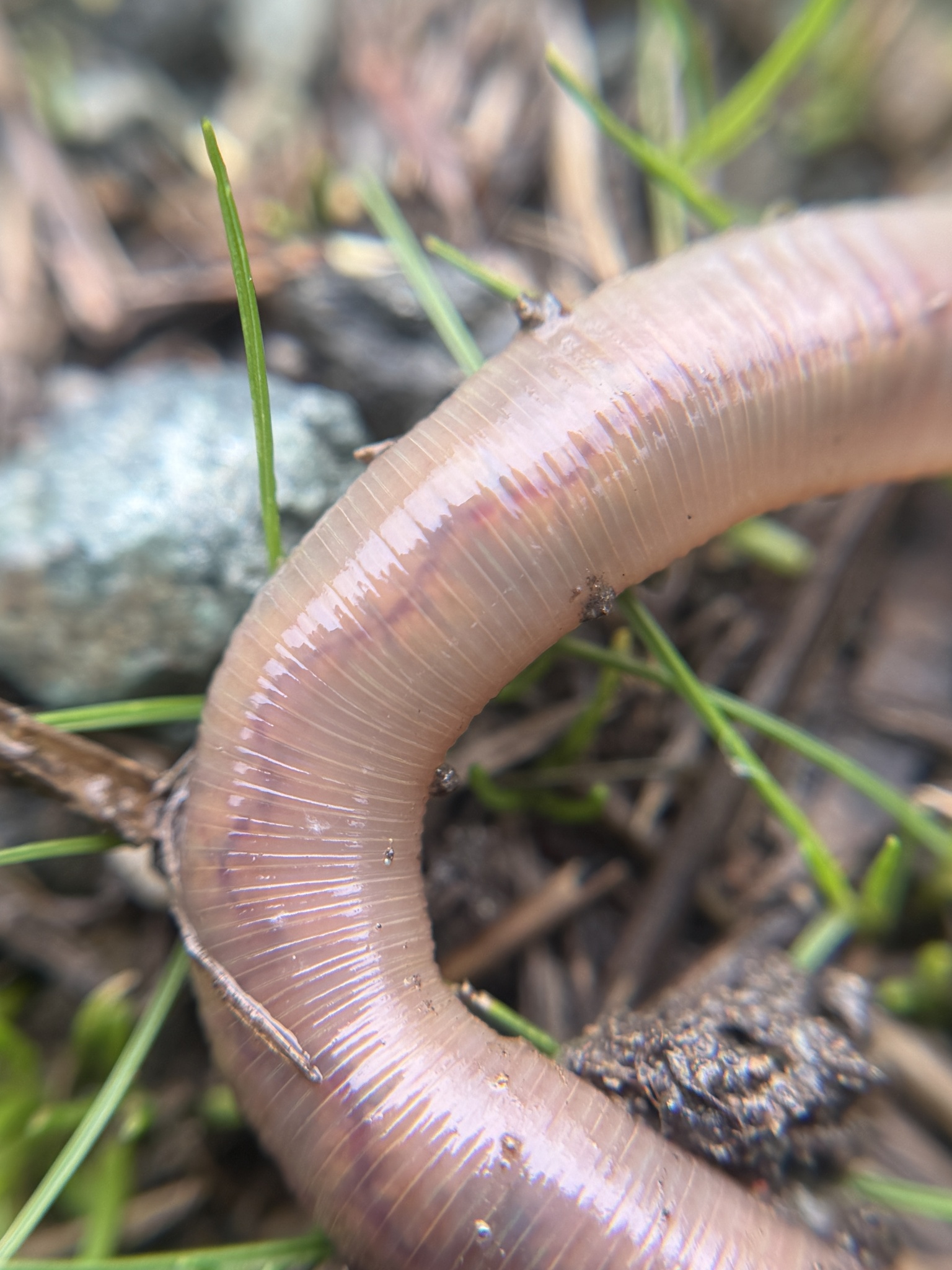 Lumbricus terrestris Linnaeus, 1758