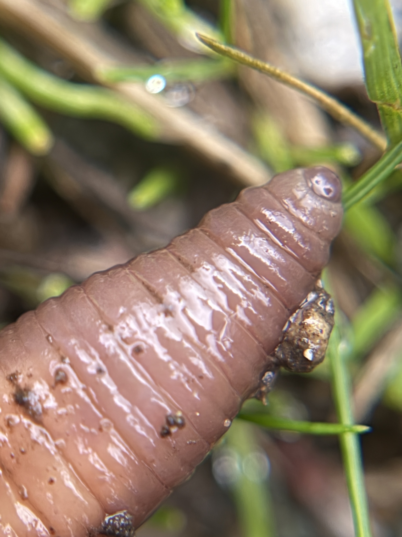 Lumbricus terrestris Linnaeus, 1758