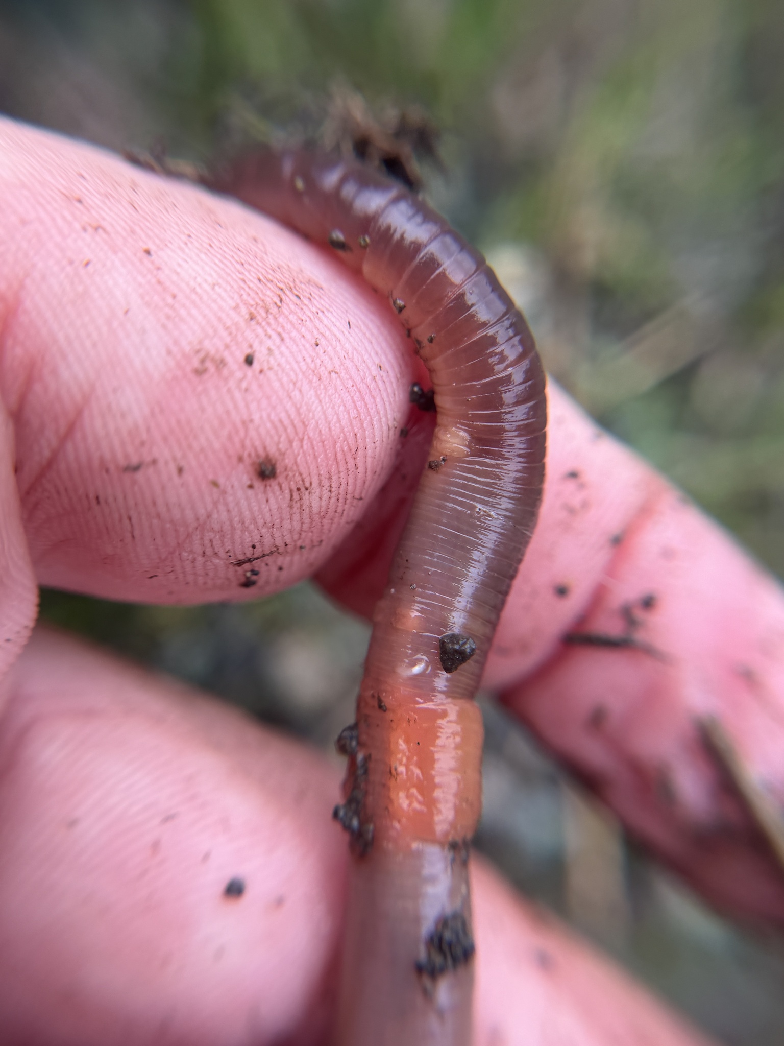 Lumbricus terrestris Linnaeus, 1758