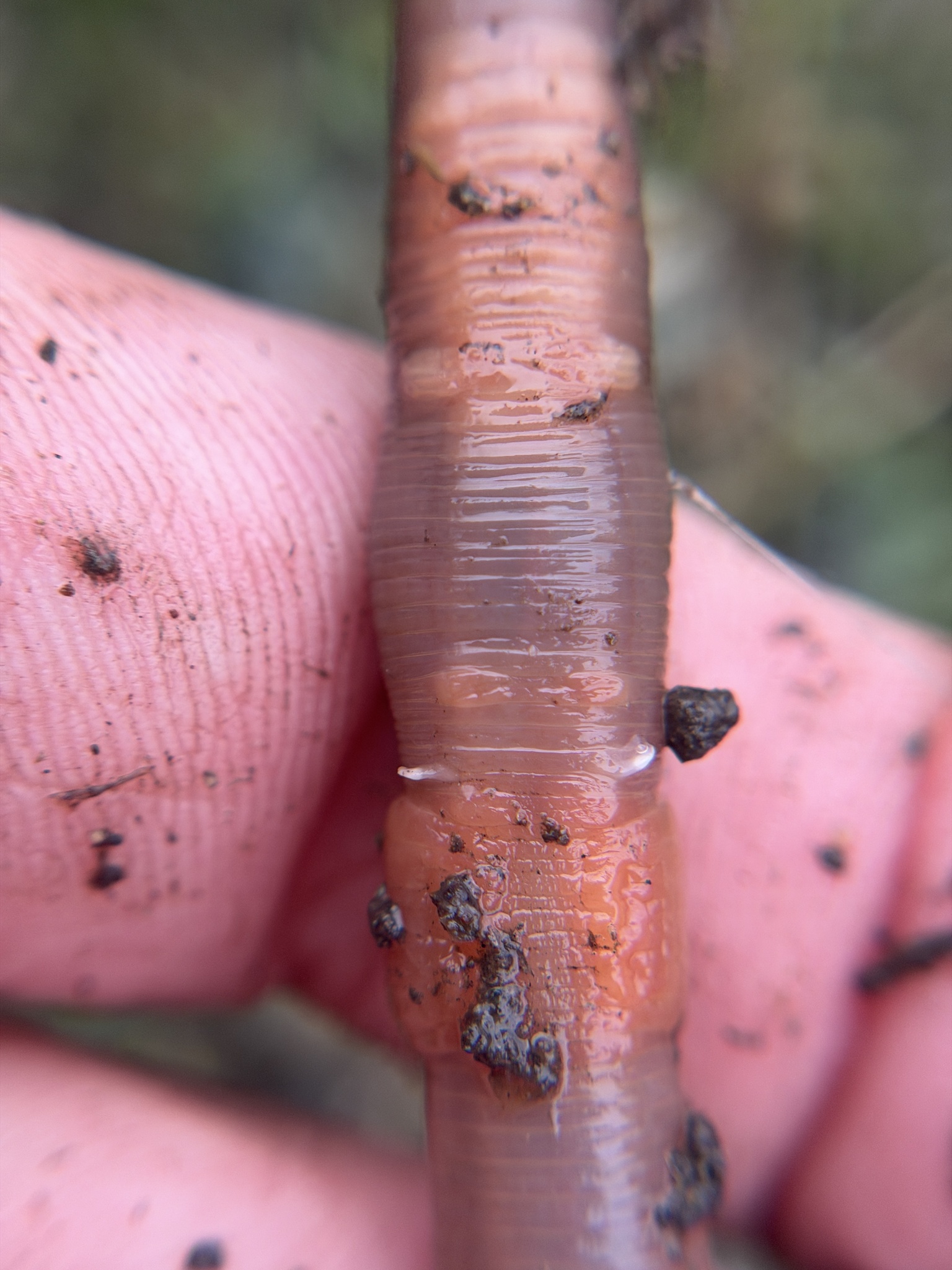 Lumbricus terrestris Linnaeus, 1758