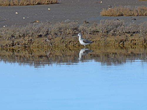 Common Greenshank (Tringa nebularia), photo 4
