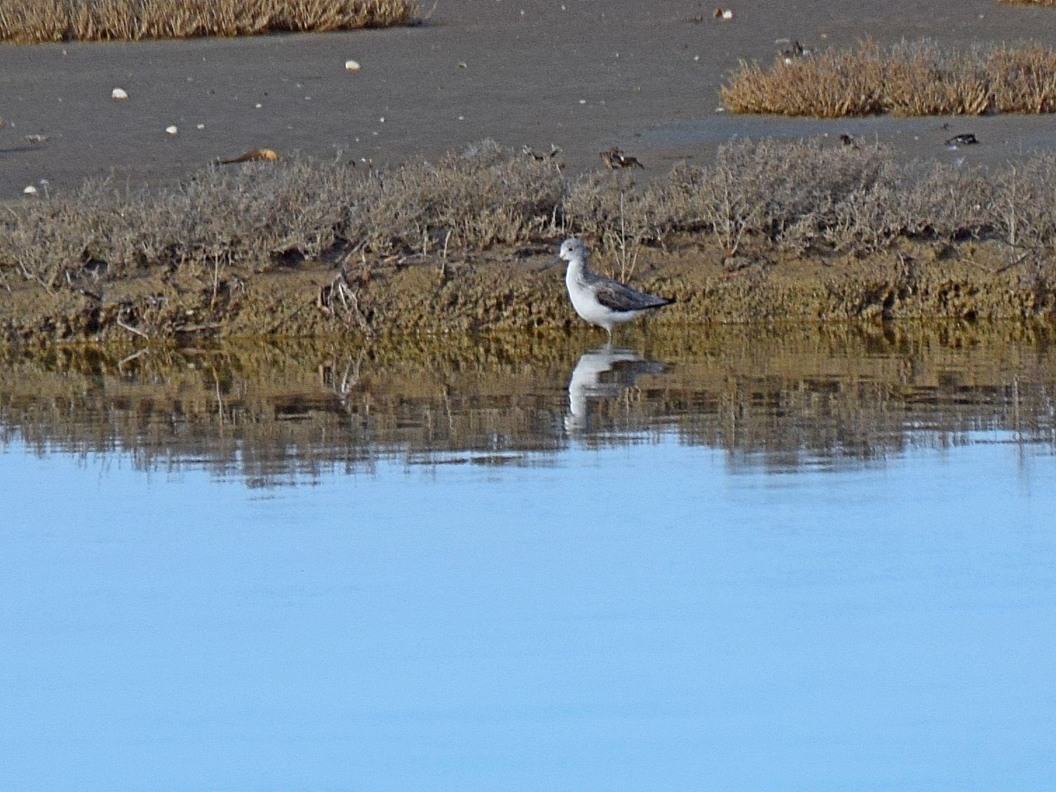 Common Greenshank (Tringa nebularia), photo 7