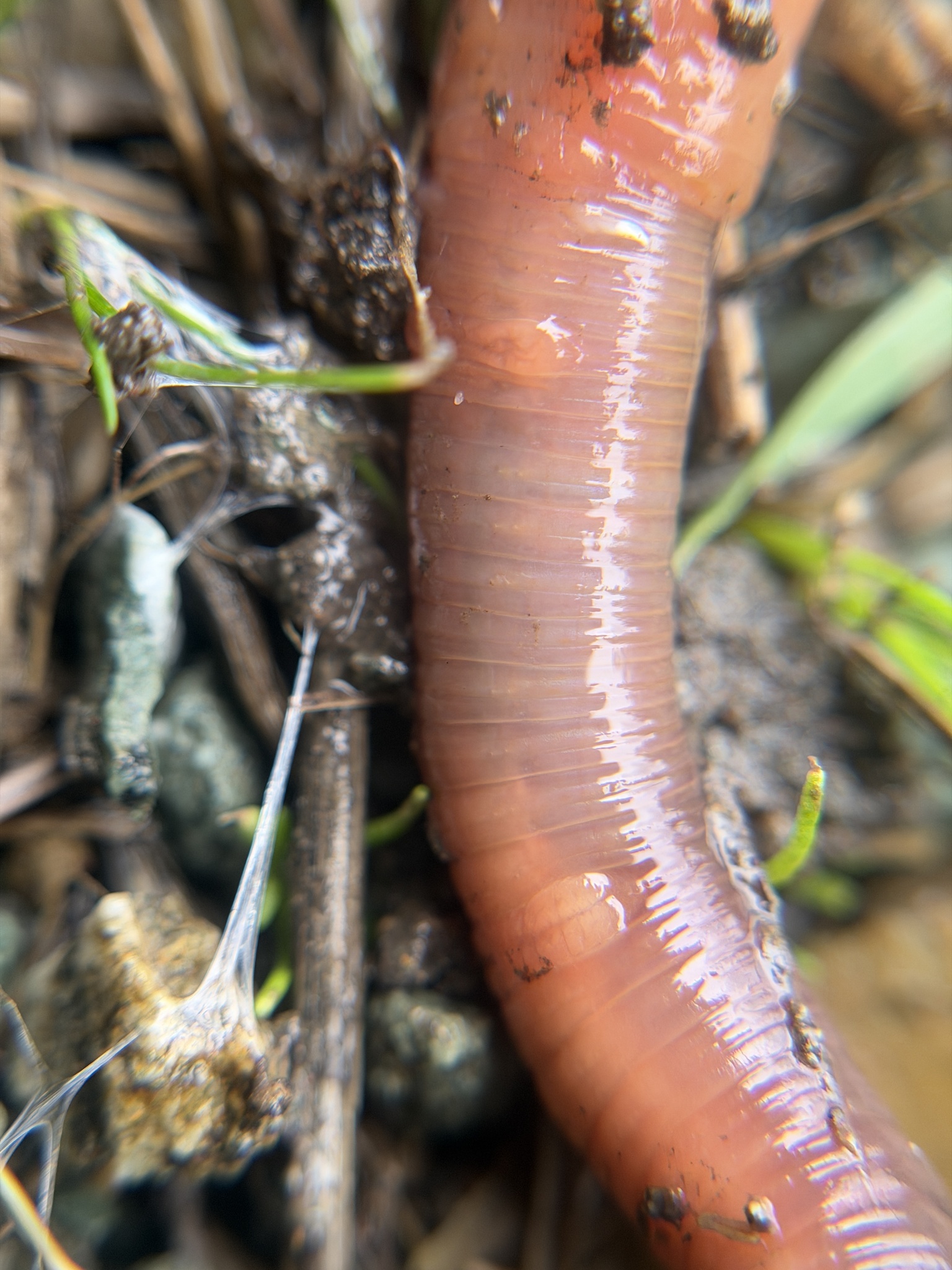 Lumbricus terrestris Linnaeus, 1758