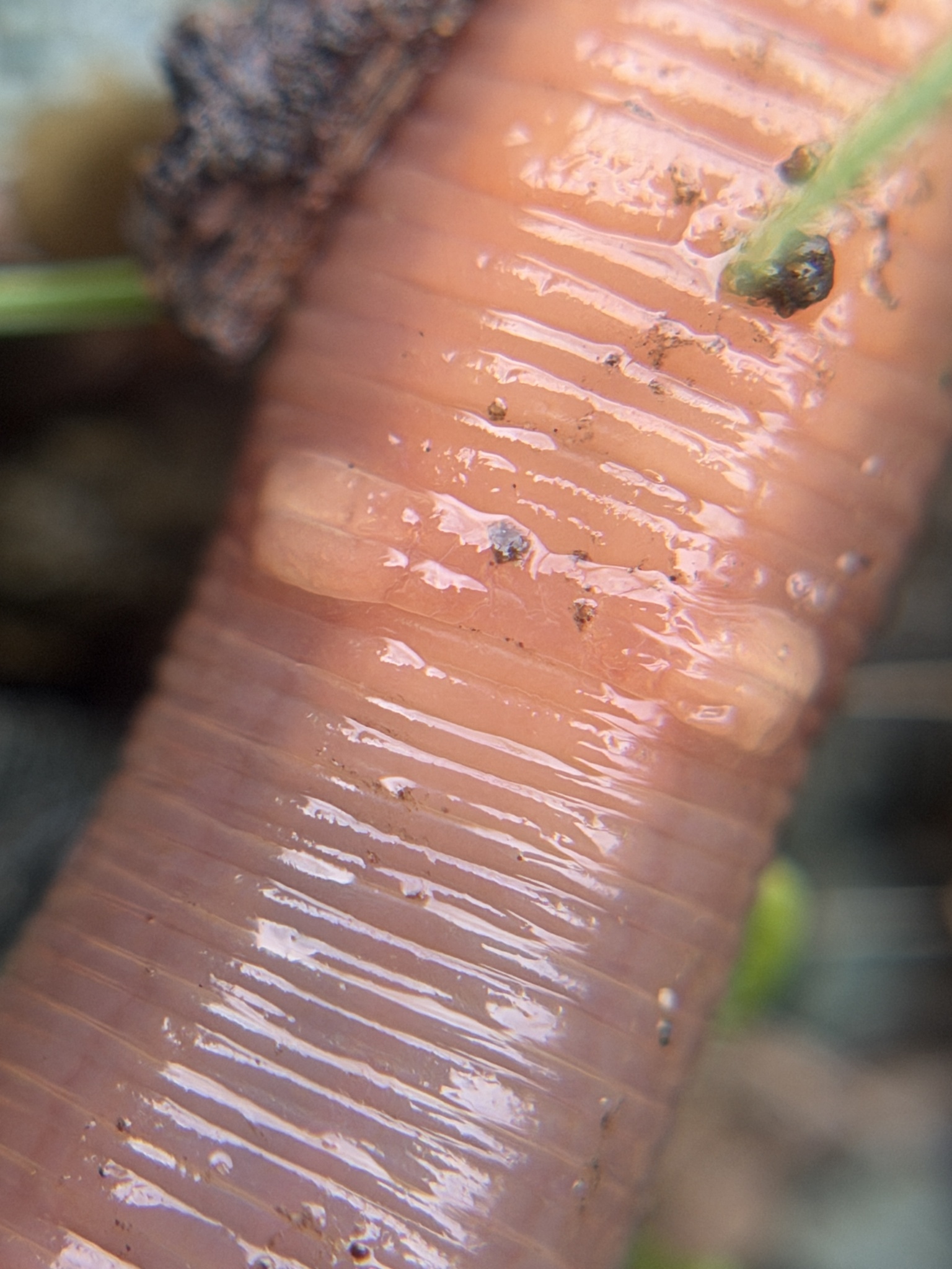 Lumbricus terrestris Linnaeus, 1758