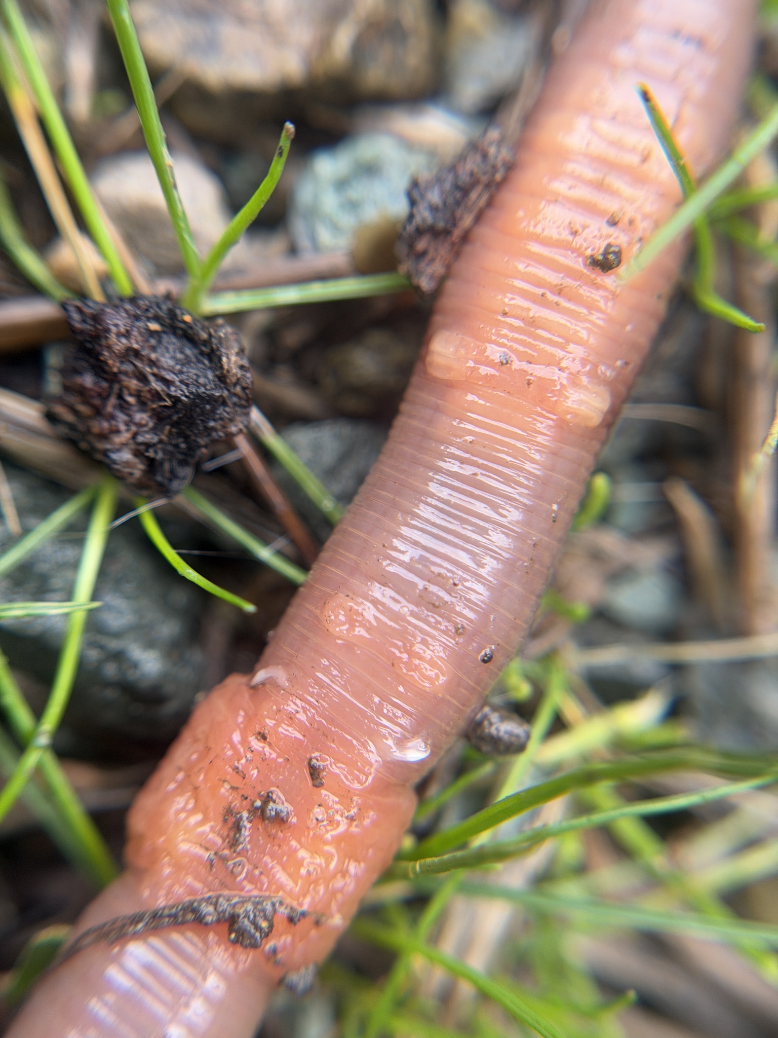Lumbricus terrestris Linnaeus, 1758