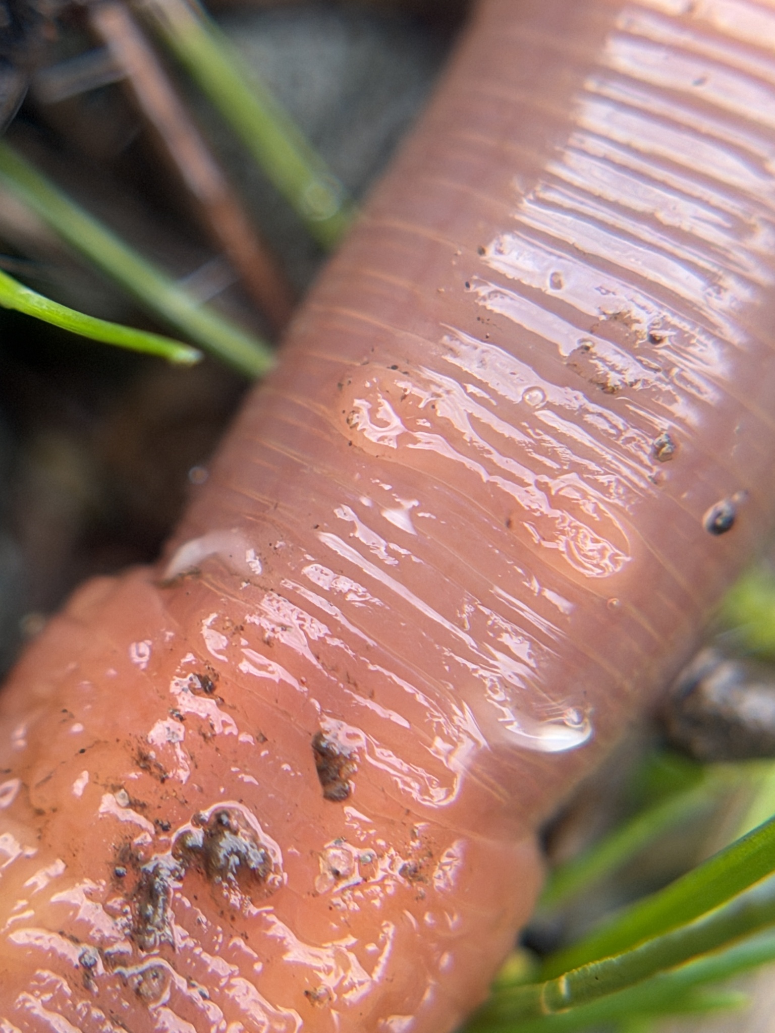 Lumbricus terrestris Linnaeus, 1758
