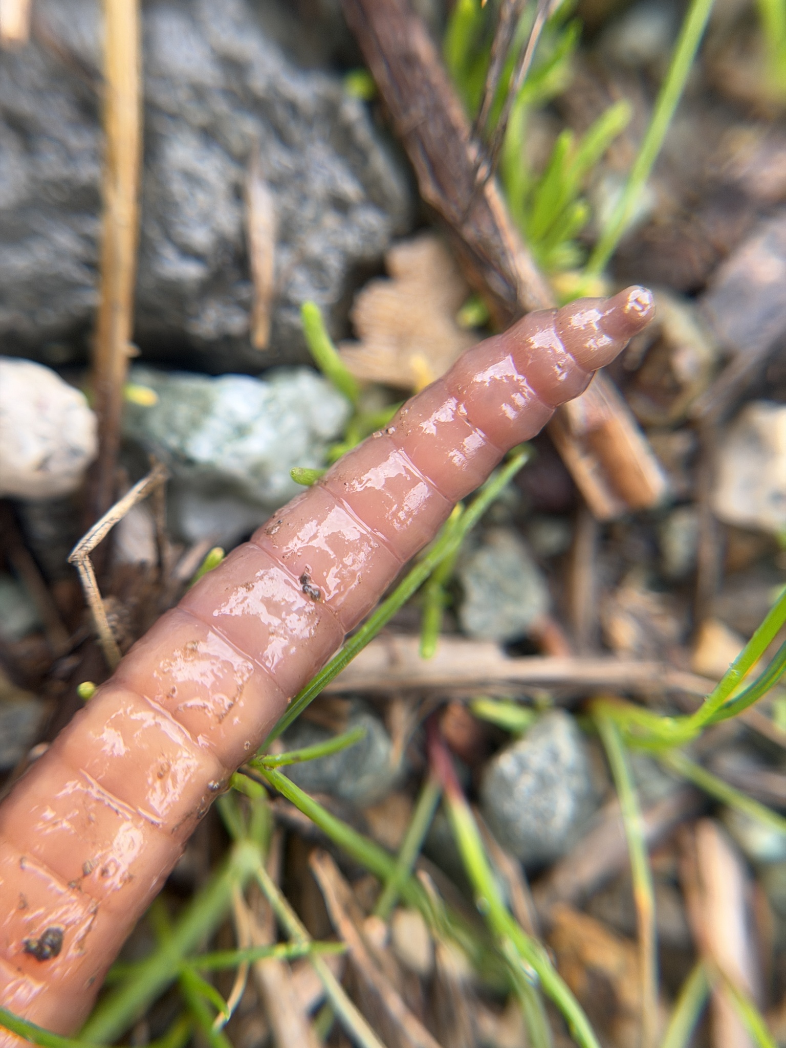 Lumbricus terrestris Linnaeus, 1758