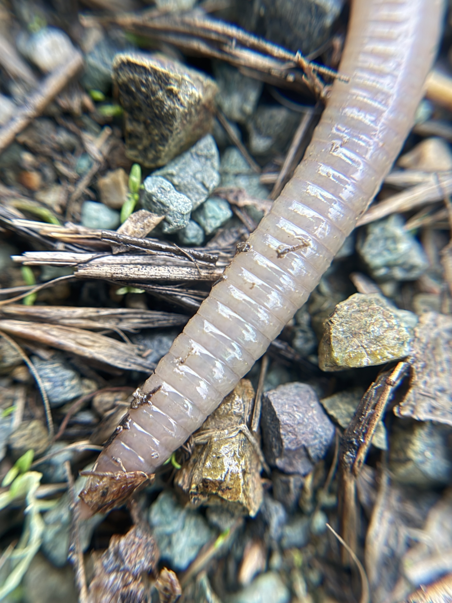 Lumbricus terrestris Linnaeus, 1758