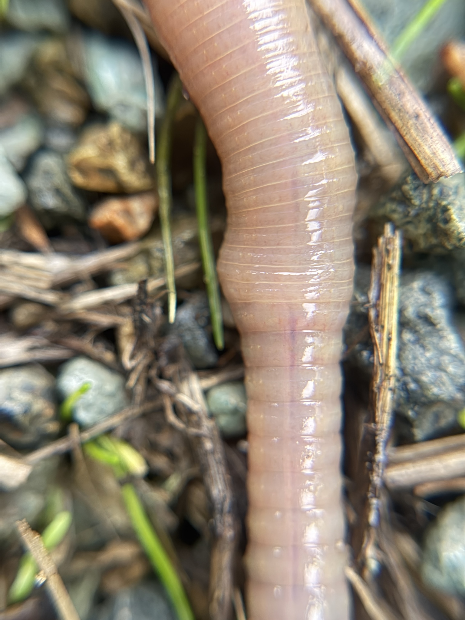 Lumbricus terrestris Linnaeus, 1758