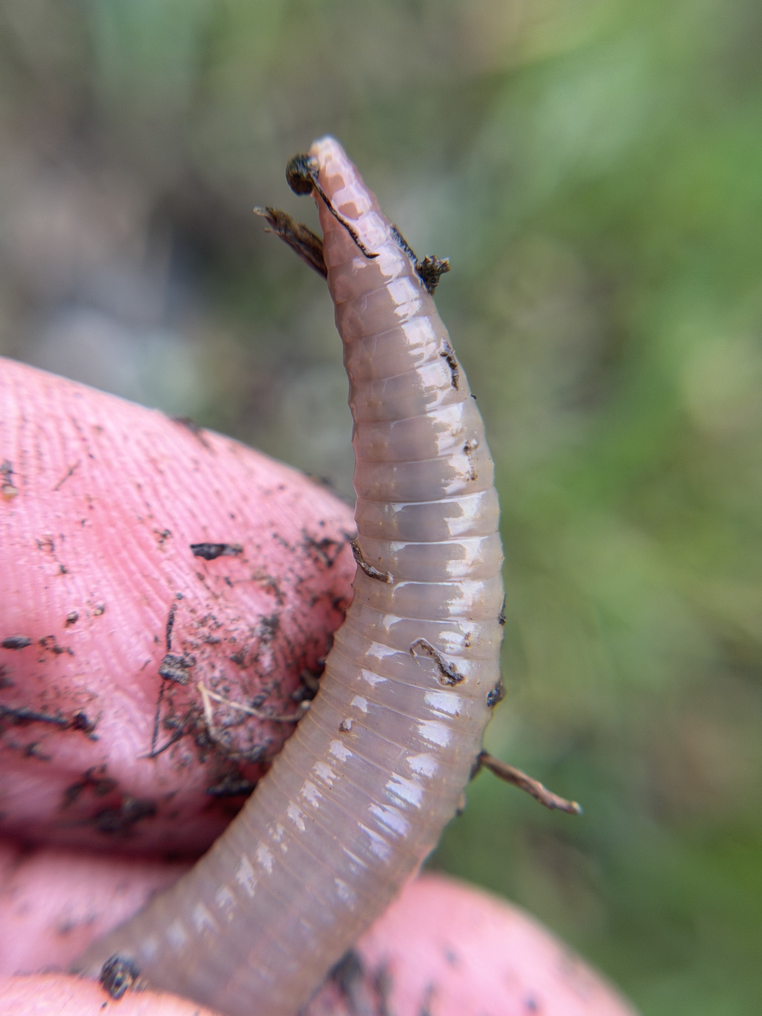 Lumbricus terrestris Linnaeus, 1758