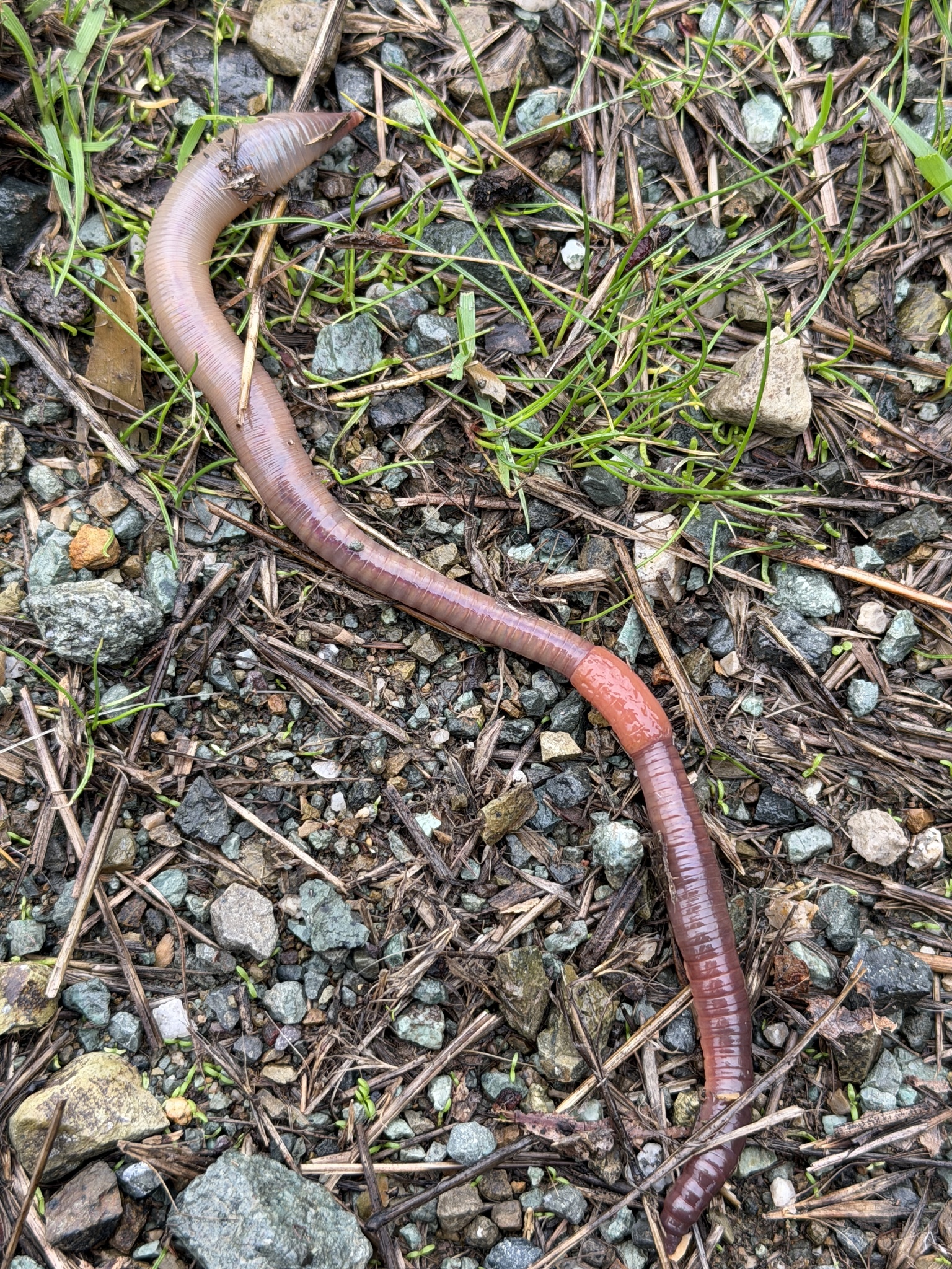 Lumbricus terrestris Linnaeus, 1758