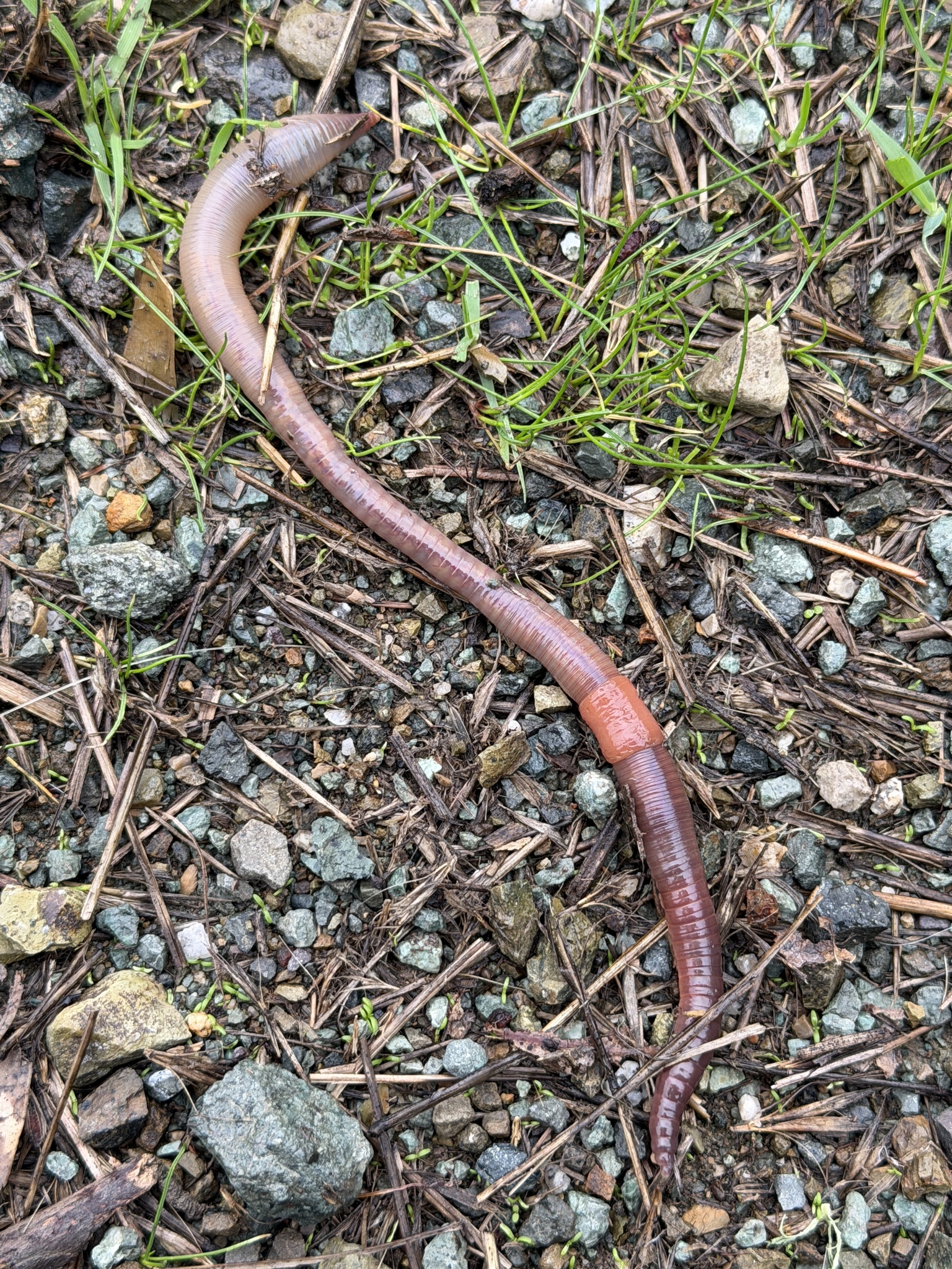 Lumbricus terrestris Linnaeus, 1758
