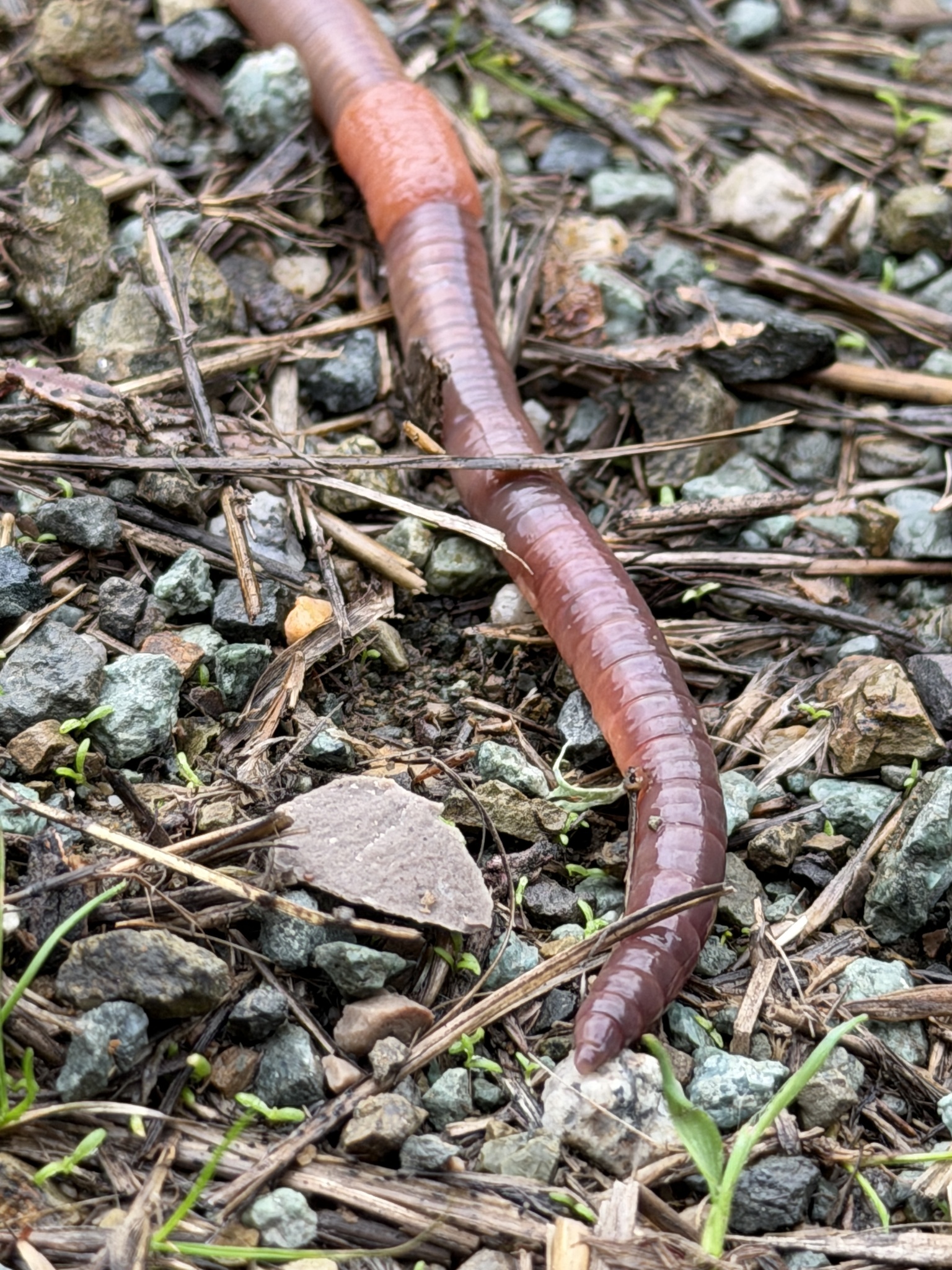 Lumbricus terrestris Linnaeus, 1758