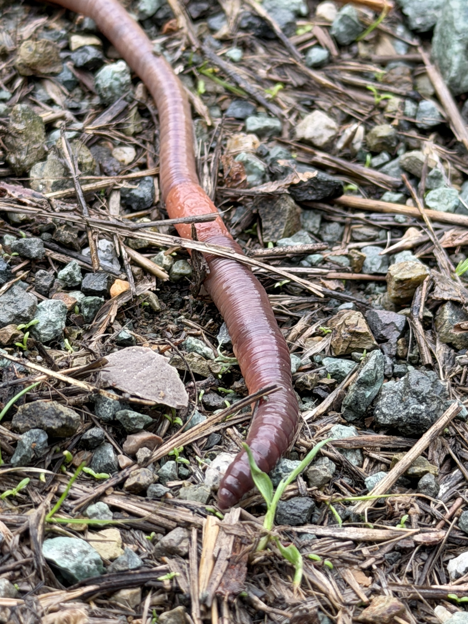 Lumbricus terrestris Linnaeus, 1758