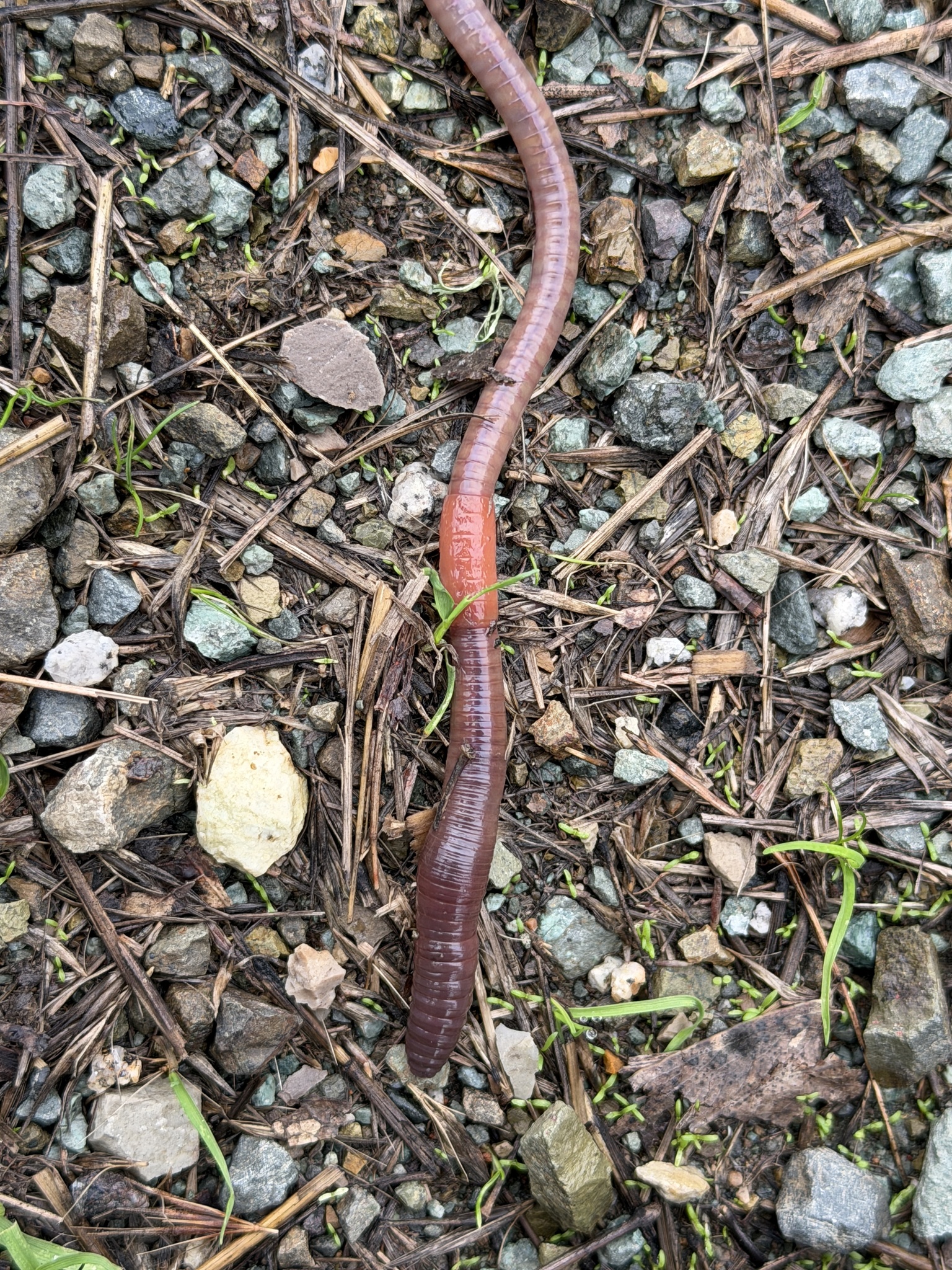 Lumbricus terrestris Linnaeus, 1758