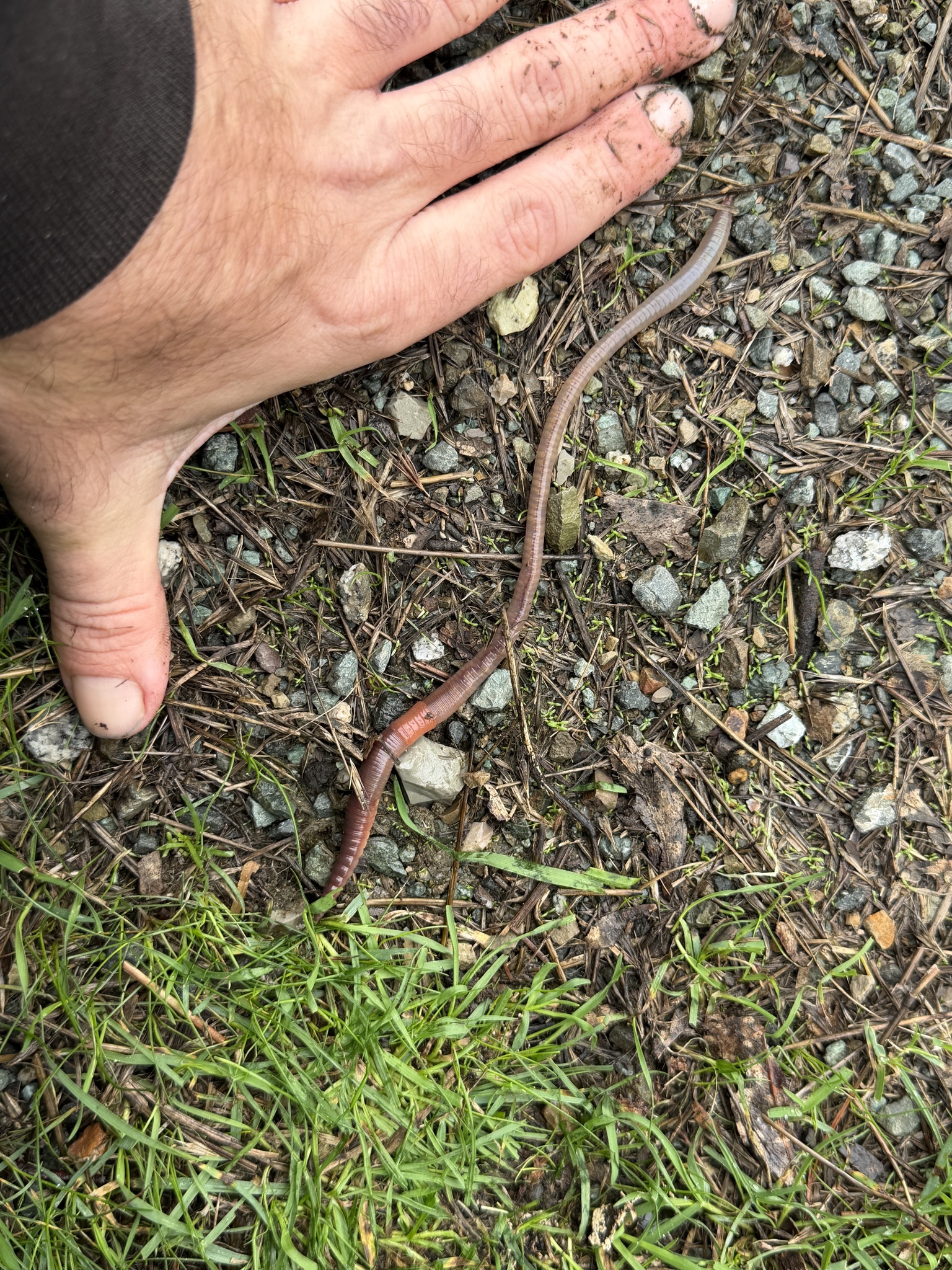 Lumbricus terrestris Linnaeus, 1758