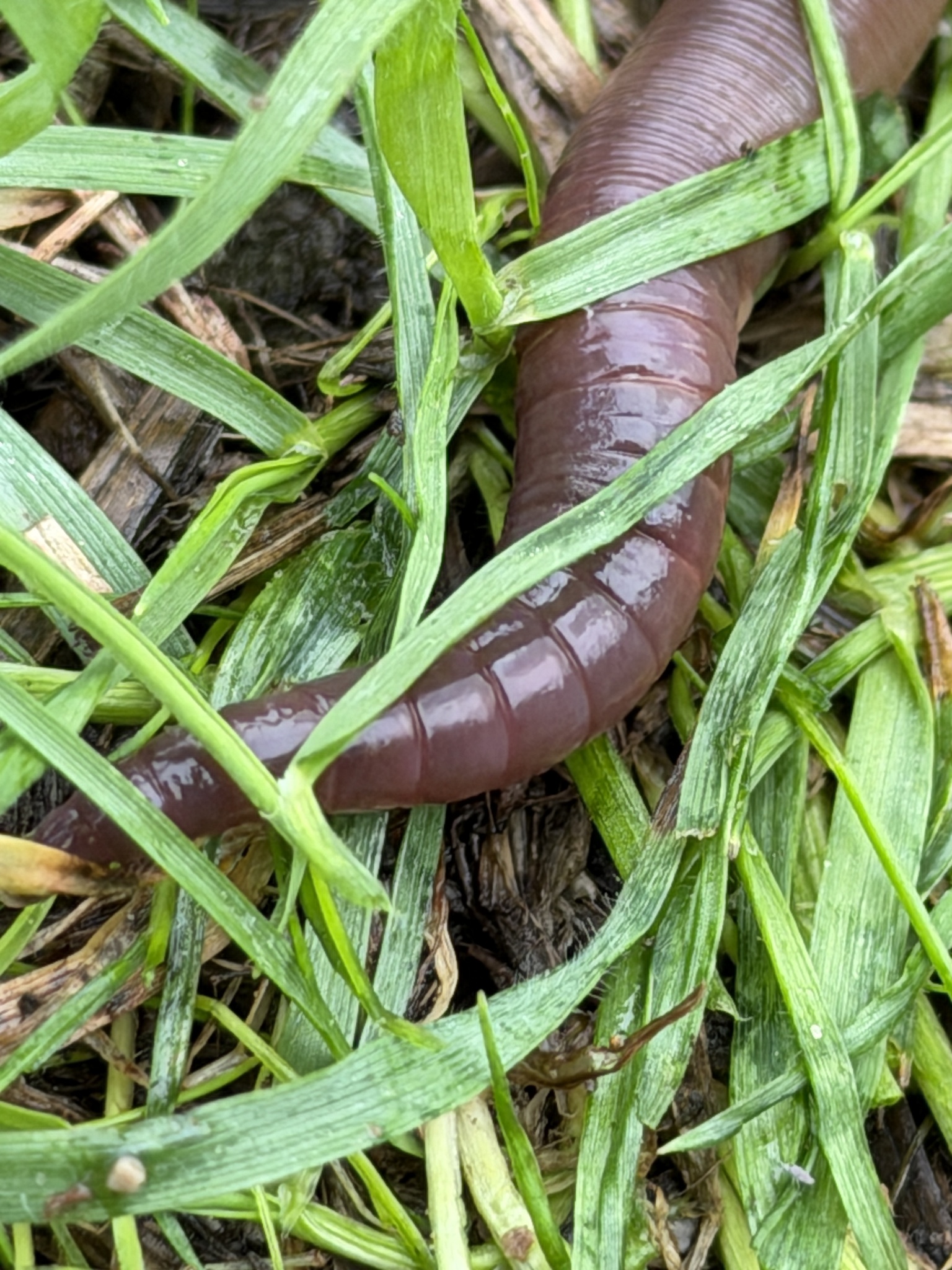 Lumbricus terrestris Linnaeus, 1758