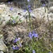 Lobelia anatina 3